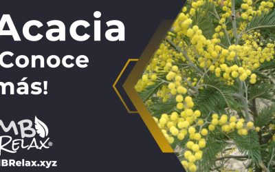 Acacia