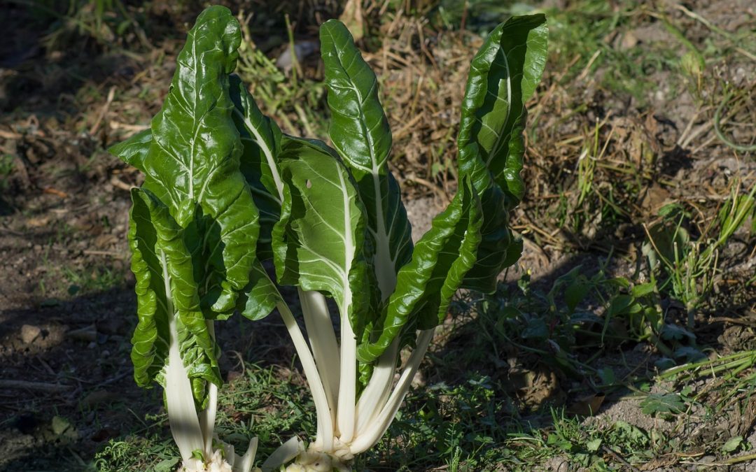 La acelga: propiedades medicinales y culinarias